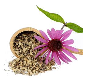 echinacea