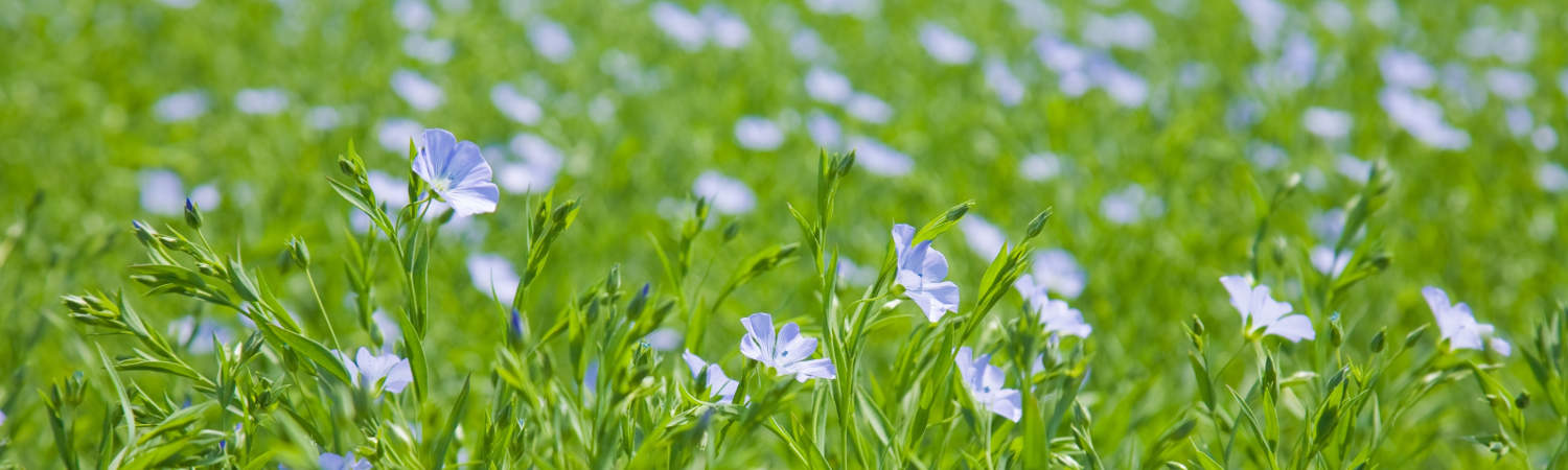 flax plants with flowers
