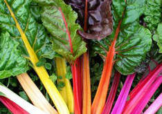 rainbow chard